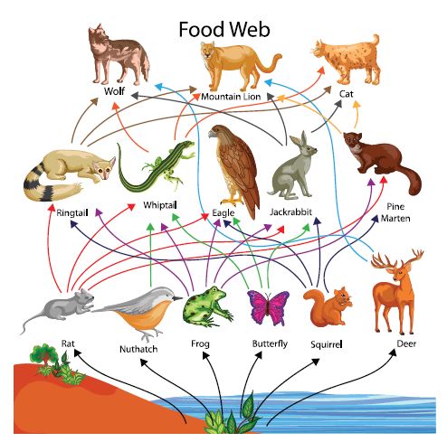 Food chain and Food Web