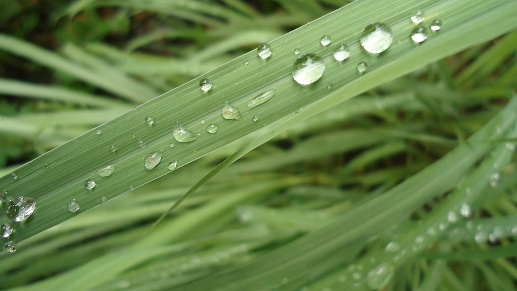 Lemongrass Adaptations in the Savanna