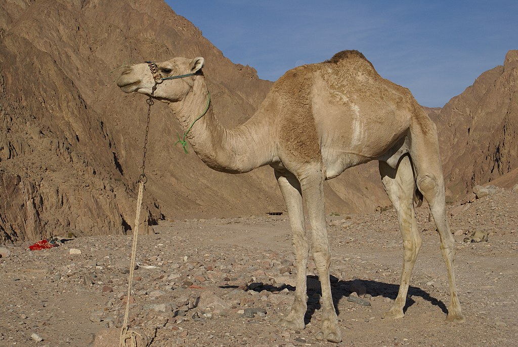 desert food web with decomposers
