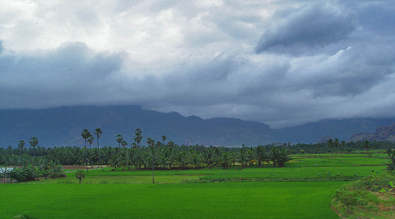 Major crops of Tamil Nadu