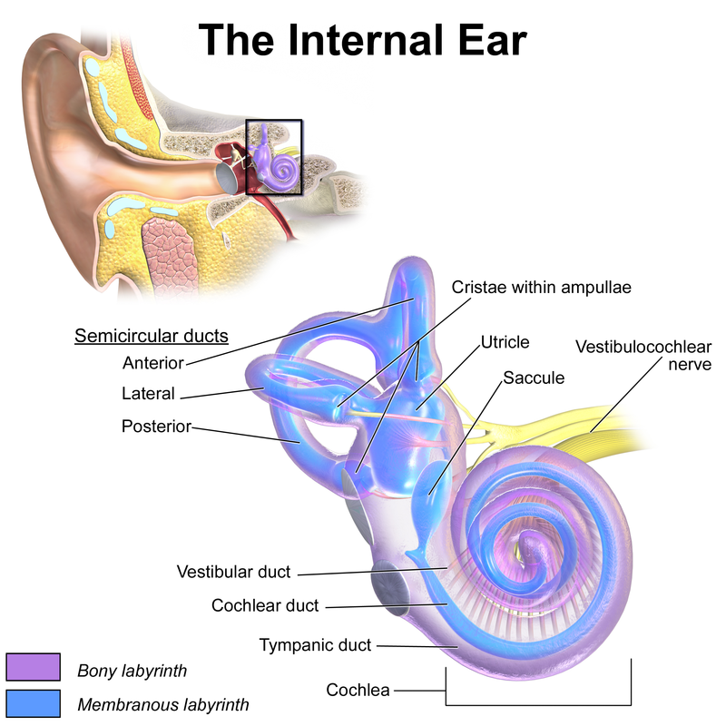 Human ear structure and function