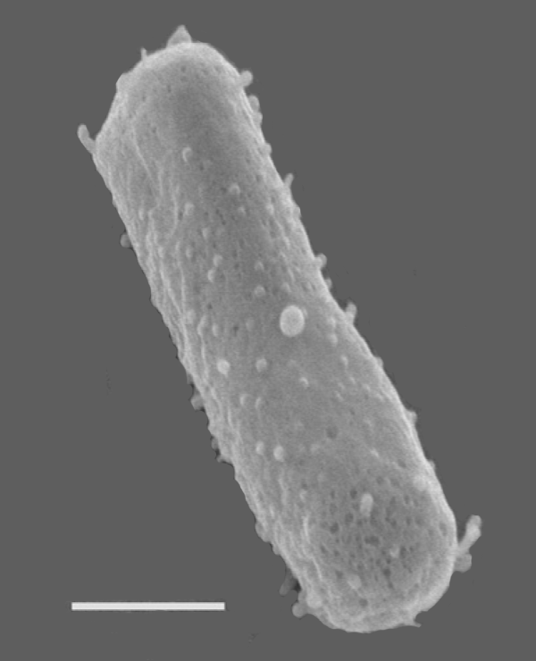 Halobacterium salinarum