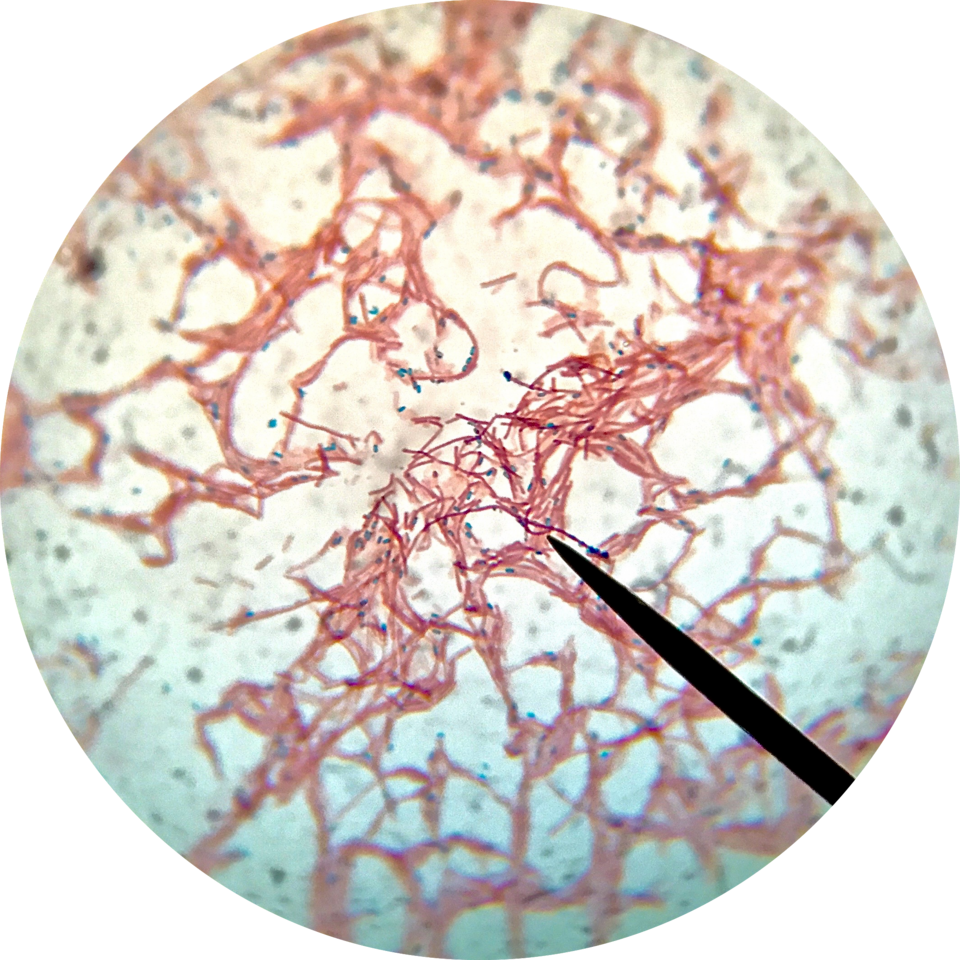 Bacillus subtilis