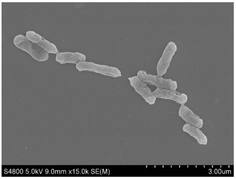 Acidithiobacillus ferrooxidans