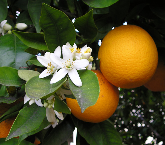 Orange season in Tamil Nadu is from October to February.