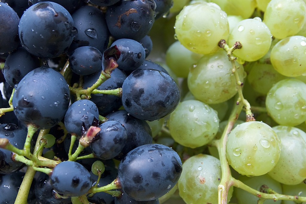 Grape season in Tamil Nadu is from February to March.