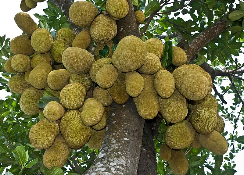 Jackfruit is a seasonal fruit in Tamil Nadu harvested during summer season