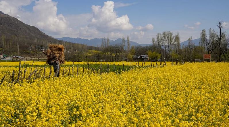 Crops grown in jammu and kashmir