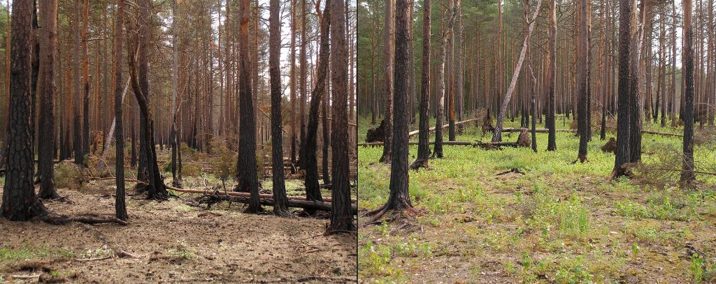 Ecological succession