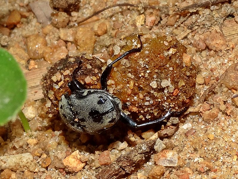 Decomposers in Africa