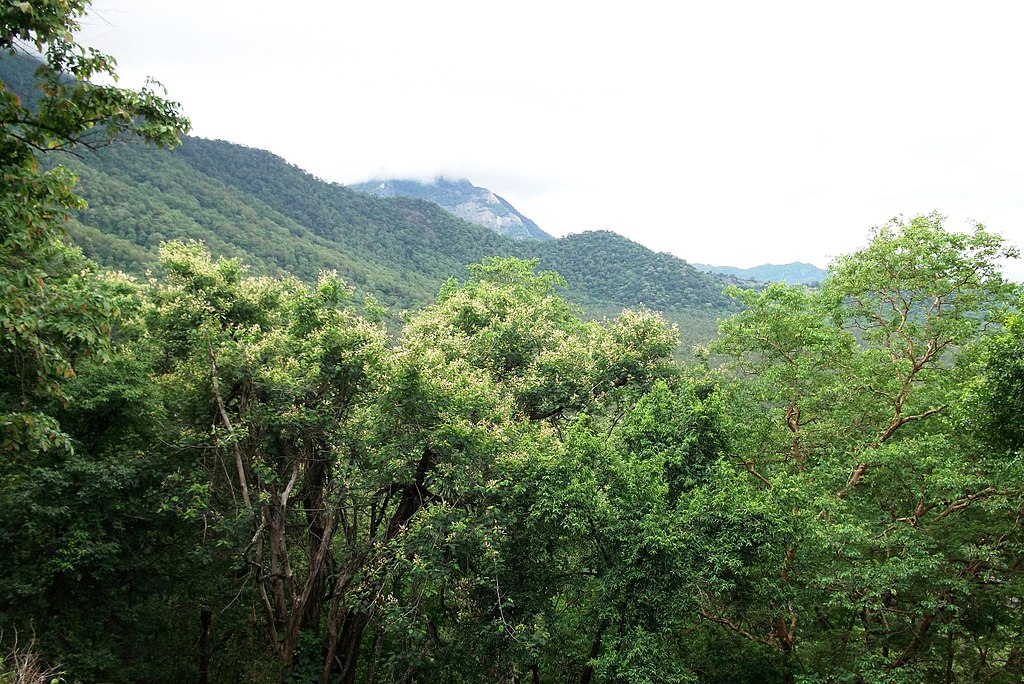 Anaimalai Hills in Western Ghats